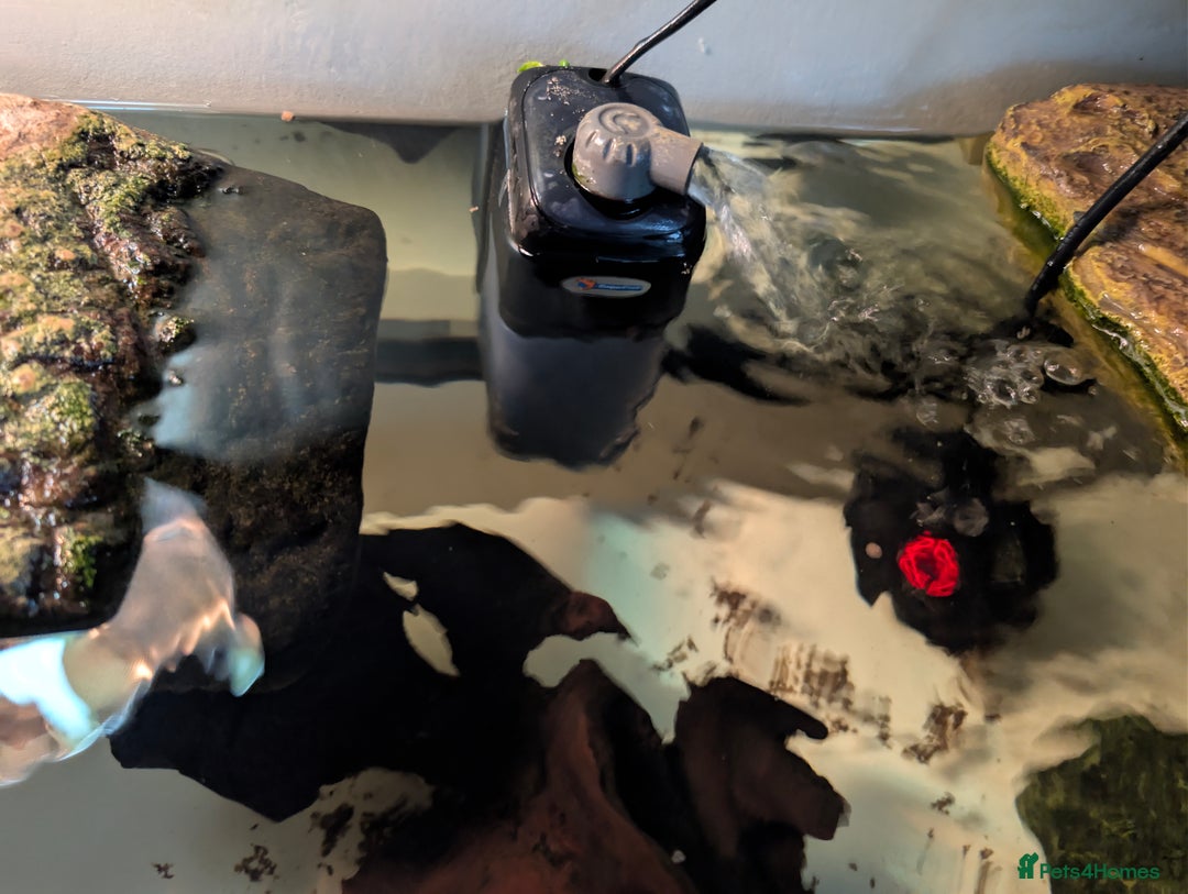 Turtle reptiles for sale: 2 Musk Turtles and 40 gallon tank set up - Image 8