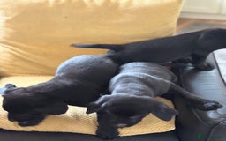 Labrador Retriever dogs for sale: Beautiful Labrador pups - Image 2
