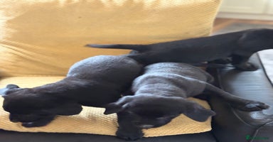 Labrador Retriever dogs - Advert 9