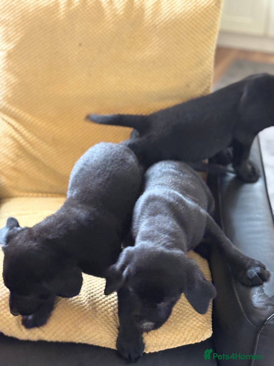 Labrador Retriever dogs for sale: Beautiful Labrador pups - Image 2