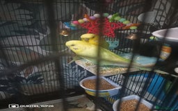 Budgerigars birds for sale: 2 budgies with cage and extras - Image 2