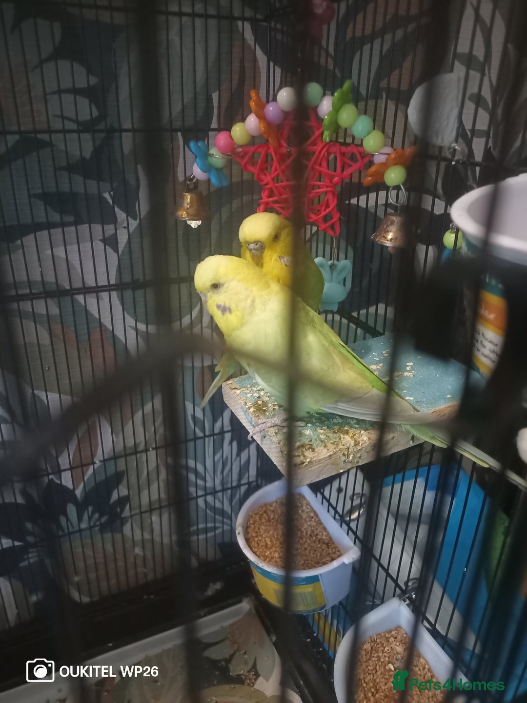 Budgerigars birds for sale: 2 budgies with cage and extras - Image 2