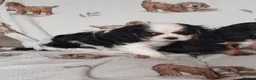 King Charles Spaniel dogs for sale: Beautiful cavalier king charles puppy's for sale  - Advert 2