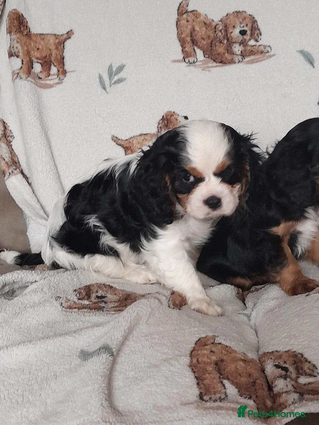 King Charles Spaniel dogs for sale: Beautiful cavalier king charles puppy's for sale  - Advert 2