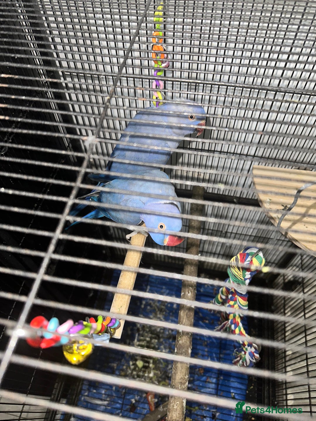Parrots birds for sale:  ring neck violet pair parrot - Advert 1