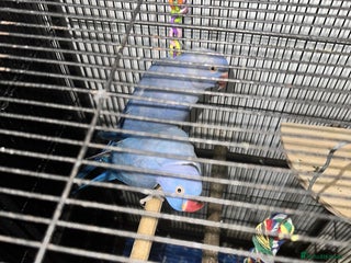 Parrots birds ring neck violet pair parrot - Advert 1