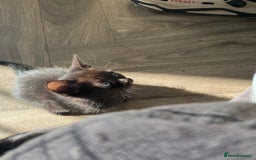 Mixed Breed cats for sale: 7 black kittens - Image 4