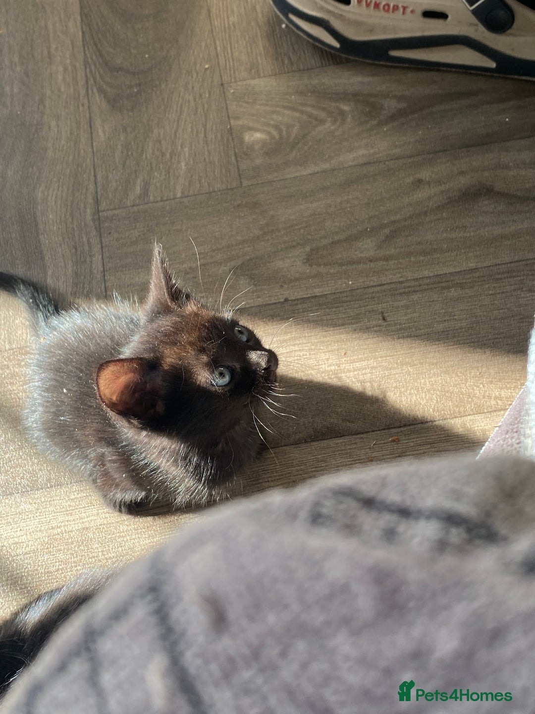 Mixed Breed cats for sale: 7 black kittens - Image 4