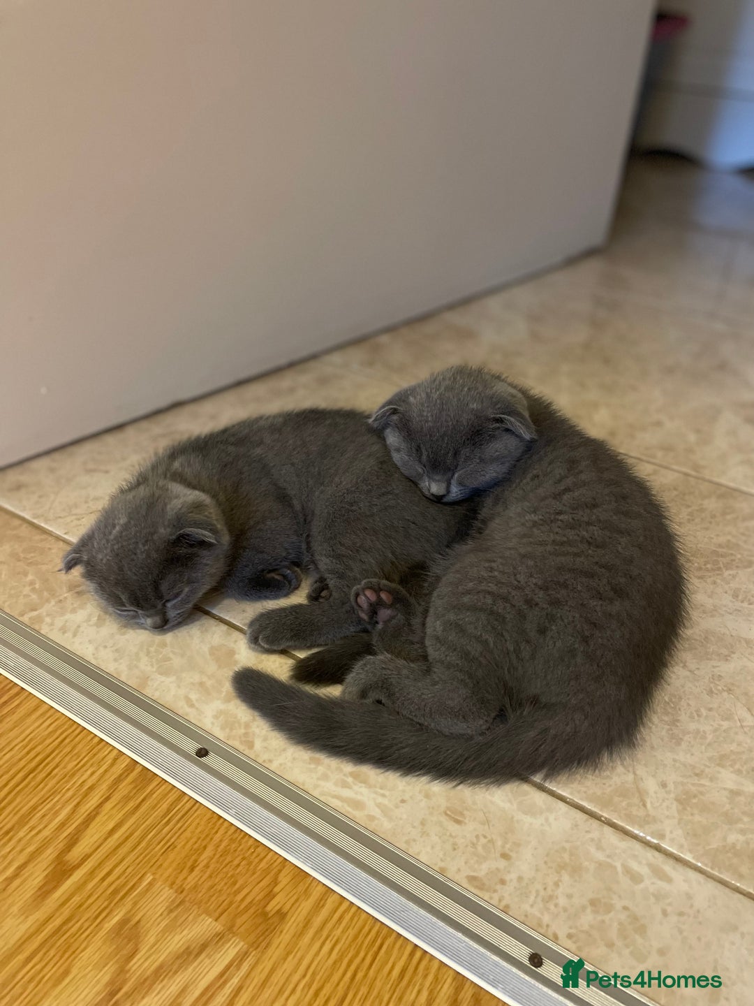 Scottish Fold cats for sale: PURE BREED SCOTTISH FOLD KITTENS 🐾 in Twickenham - Image 24