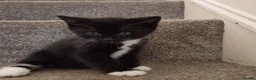 British Longhair cats for sale: 2 male kittens for sale - Advert 9