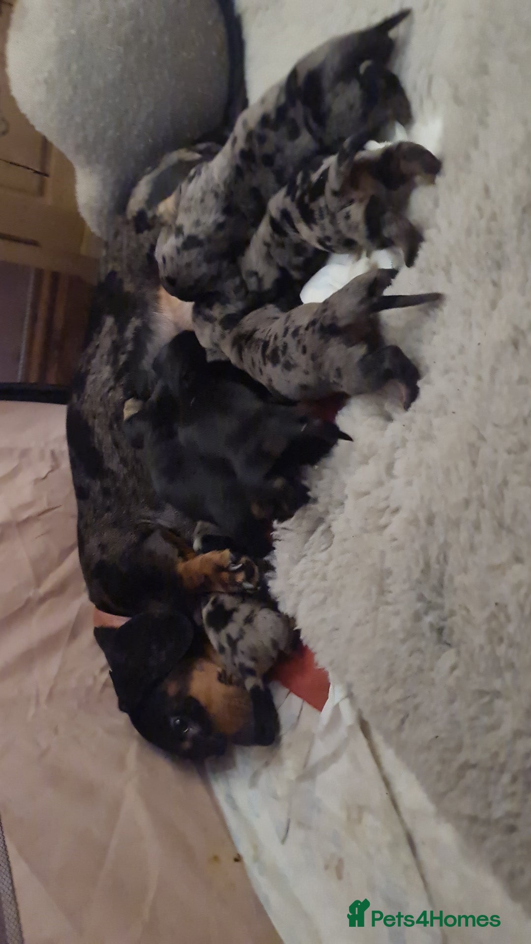 Dachshund dogs for sale: Dachshund dapple and black/tan puppies - Advert 4