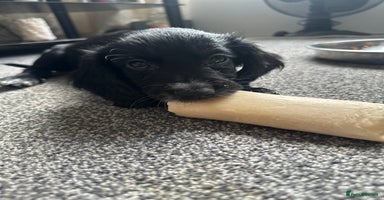 Cocker Spaniel dogs - Advert 13