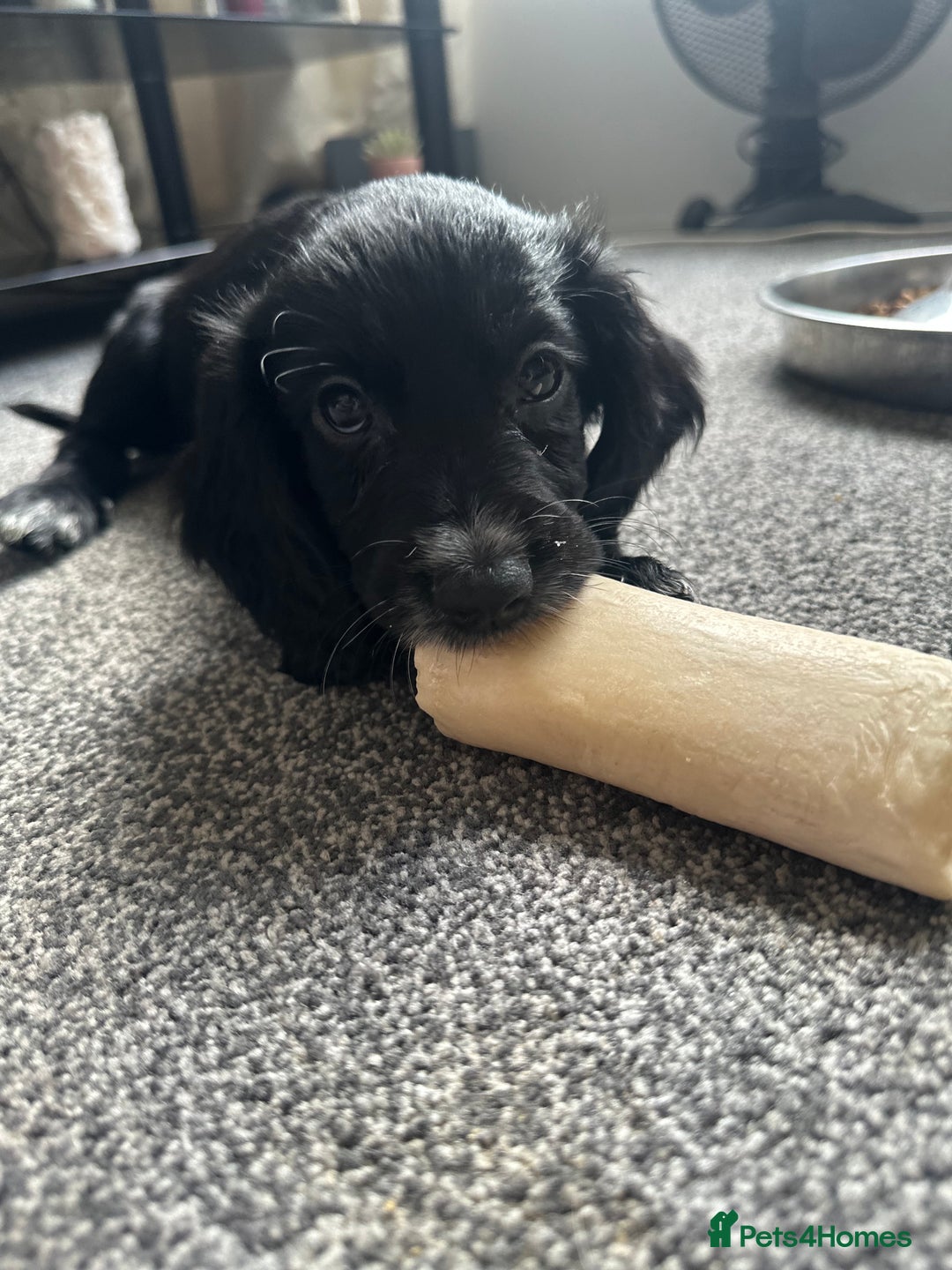 Cocker Spaniel dogs for sale: 1 Gorgeous Girl Cocker Spaniels - Ready to leave - Image 5