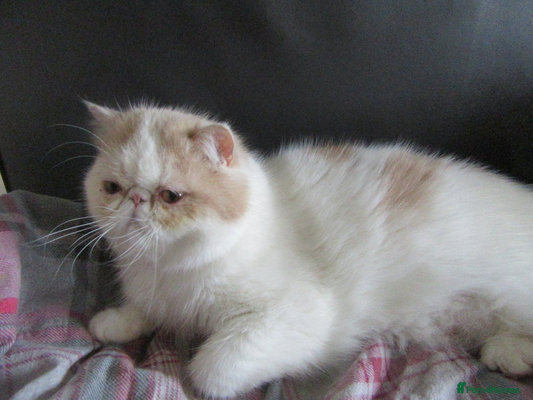 Exotic cats for sale: 2 Beautiful Male Exotics READY NOW - Image 14