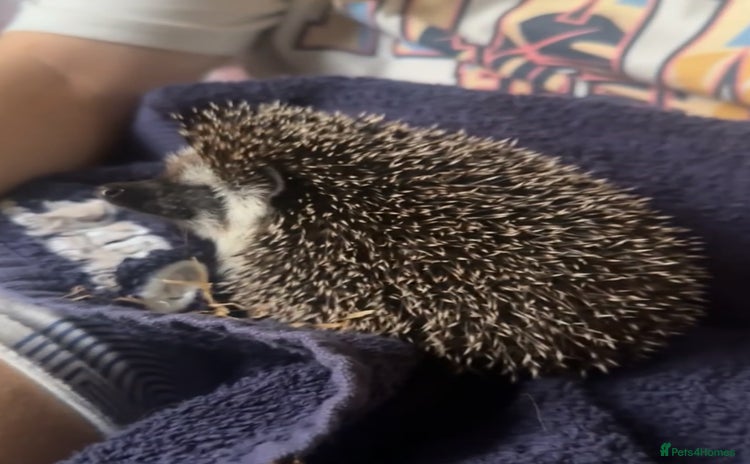Pygmy Hedgehog rodents - Advert 3