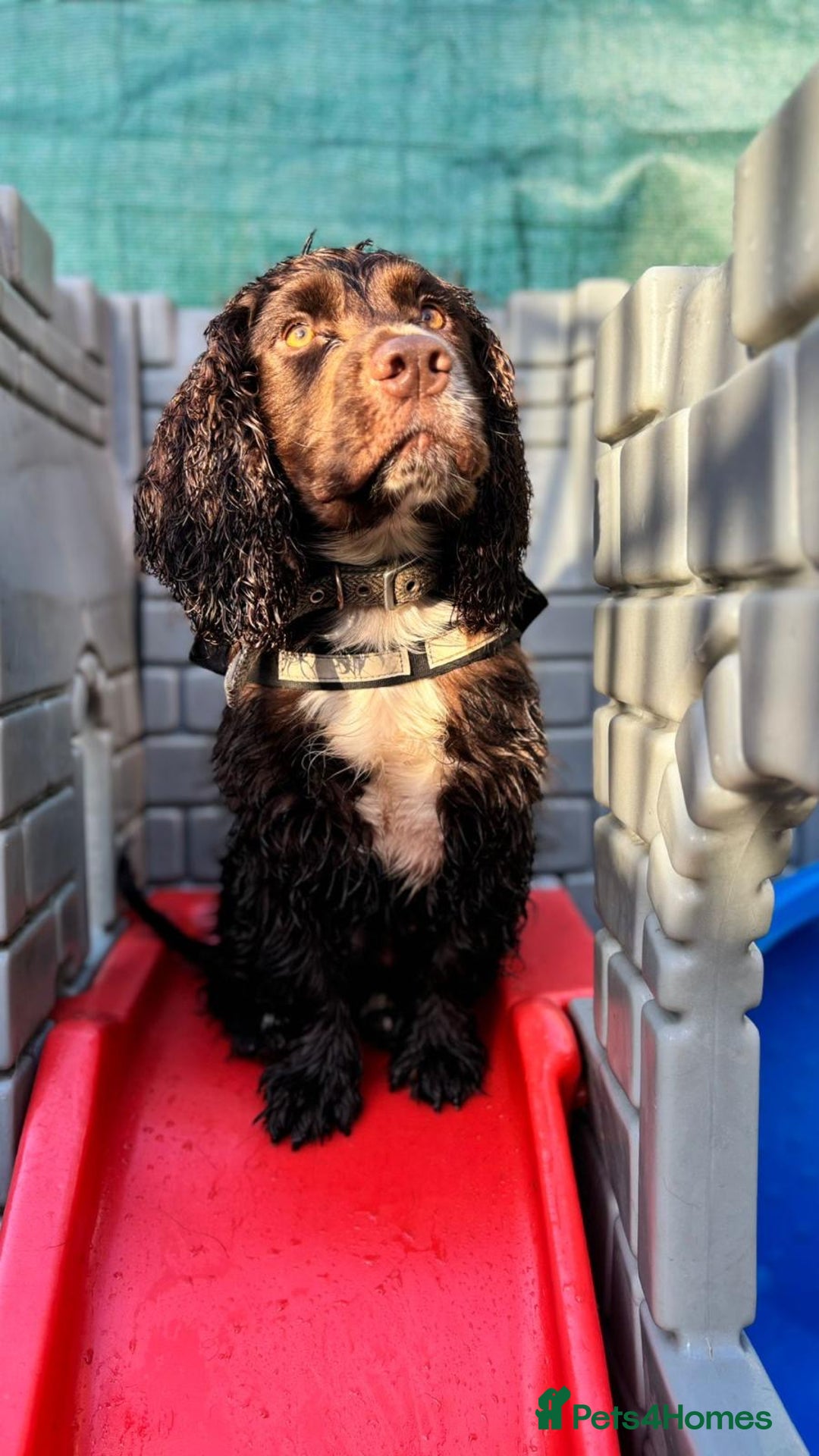 Cocker Spaniel dogs for sale: Oliver the Cocker Spaniel - Advert 2