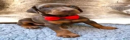 Dobermann dogs for sale: KC REG HEALTH TESTED EUROPEAN DOBERMAN PUPPIES - Advert 24