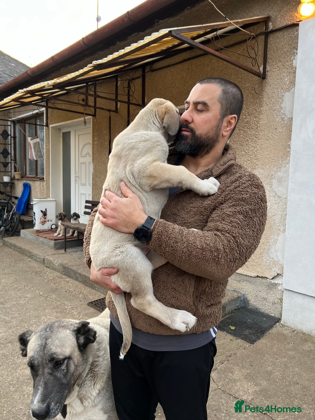 Anatolian Shepherd dogs for sale: Anatolian Shepherd(Malakli) - Advert 24