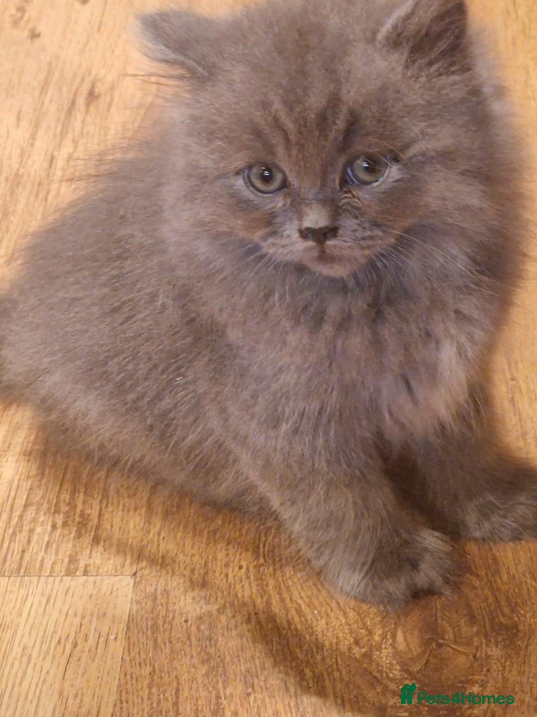 British Longhair cats for sale: Blue & Lilac Gorgeous fluffy BLH male kittens - Advert 14