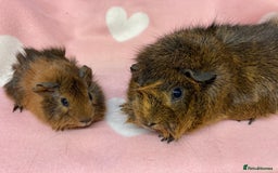 Guinea Pig rodents for sale:  Gorgeous mum and baby sow - Image 2