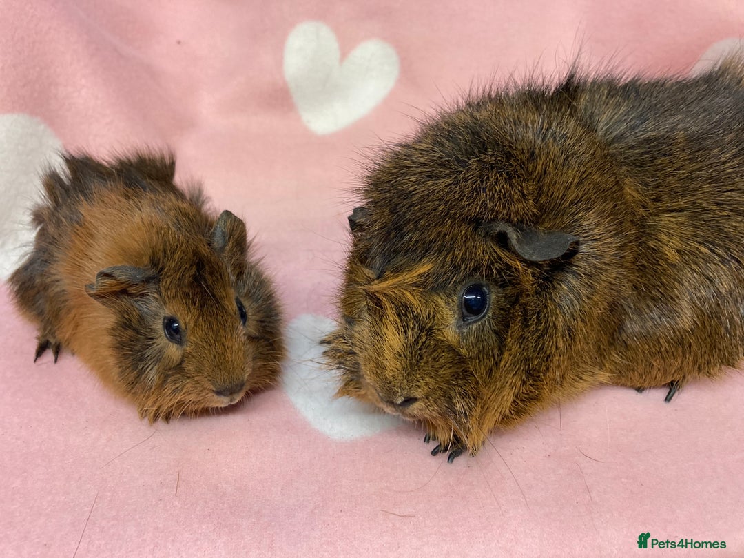 Guinea Pig rodents for sale:  Gorgeous mum and baby sow - Image 2