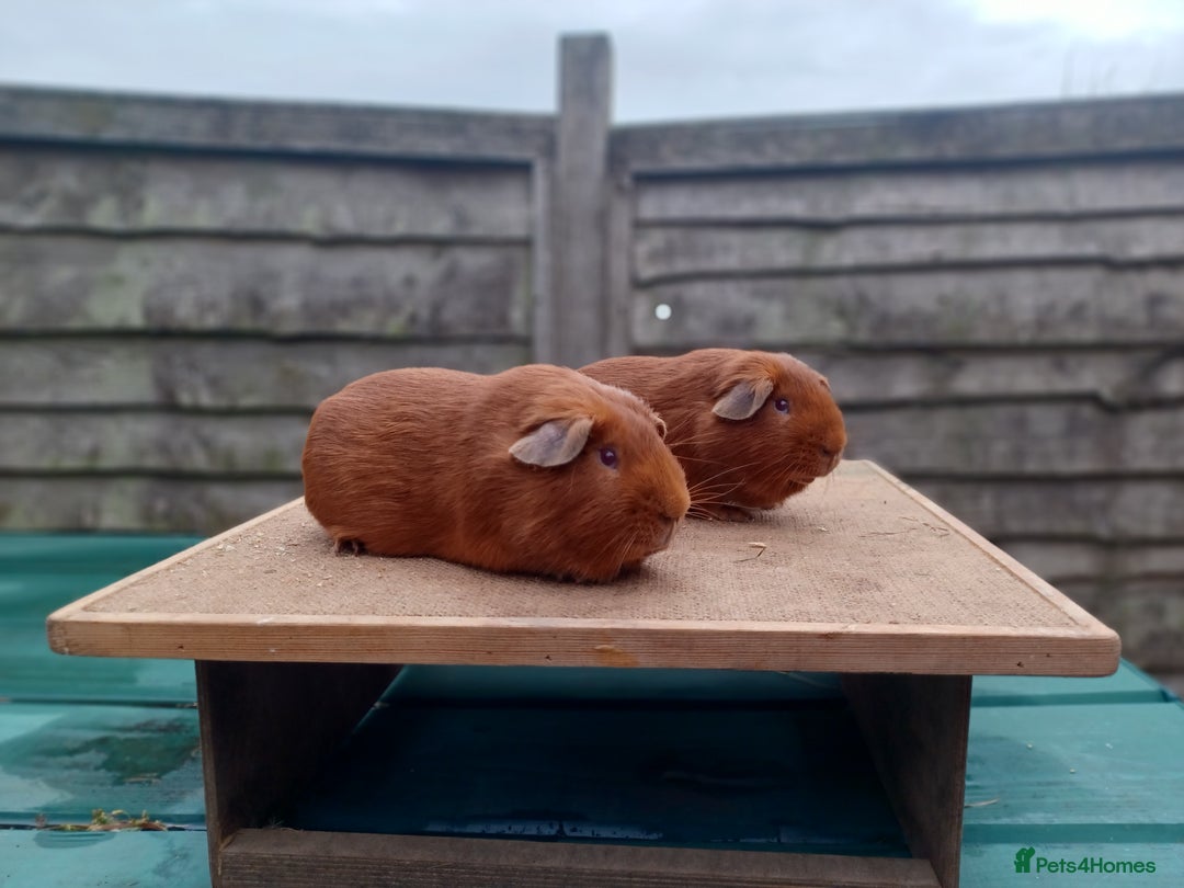 Guinea Pig rodents for sale: Showable Male Abyssinians and PE Goldens in Whitchurch - Image 6