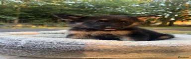 German Shepherd 2