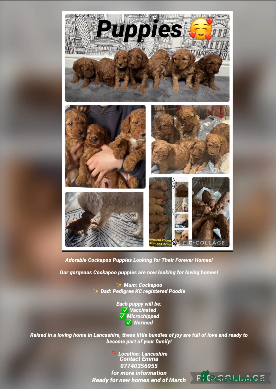 Cockapoo dogs for sale: Cockapoo Puppy  - Advert 21