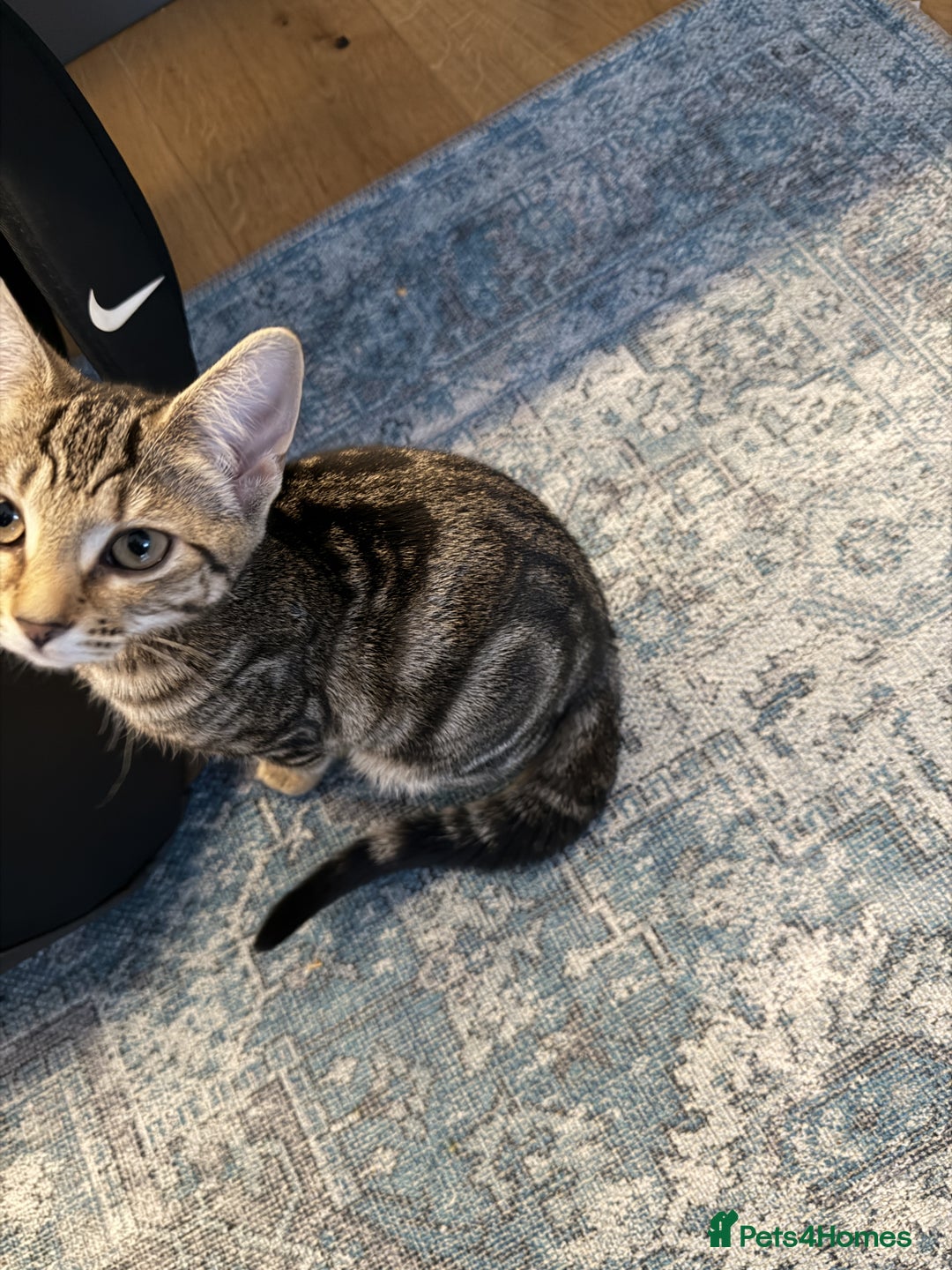 Bengal cats for sale: Affectionate Bengal Kittens – Family-Friendly - Advert 2