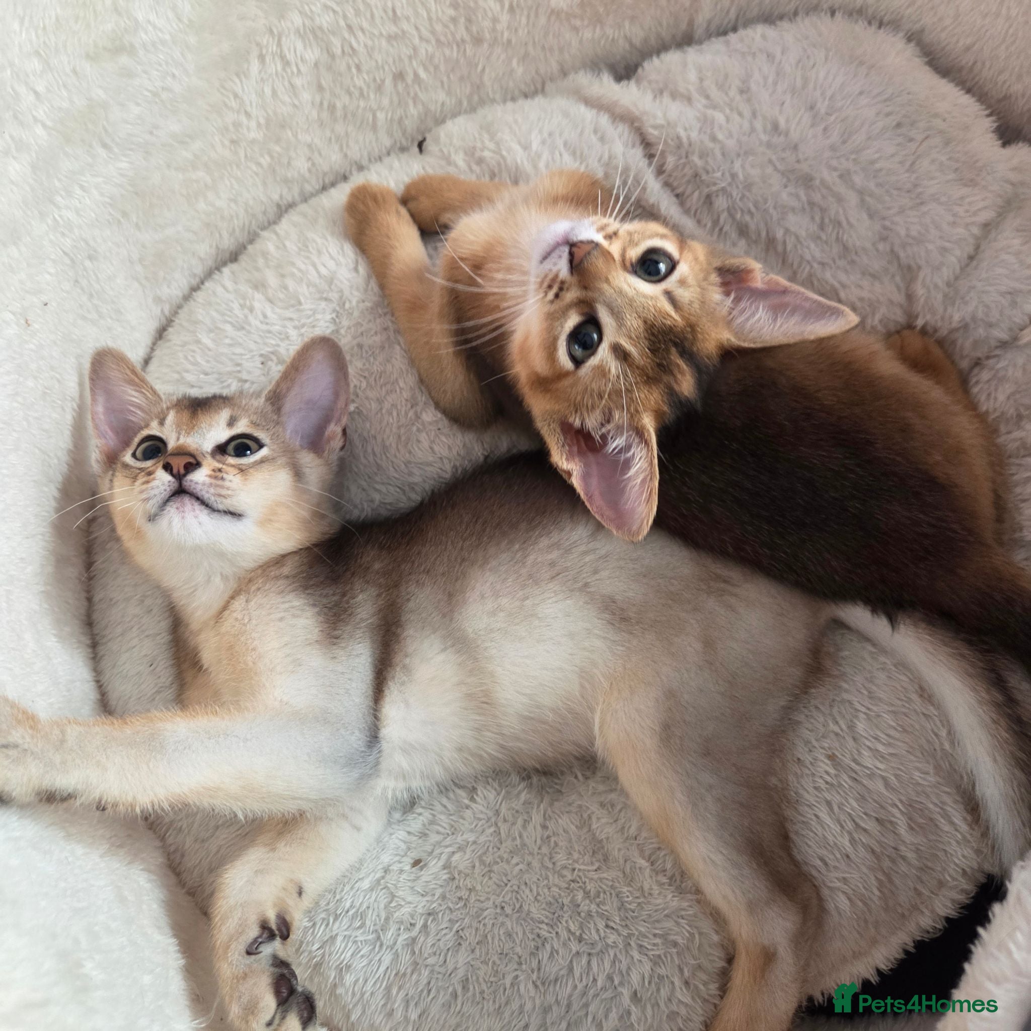 Abyssinian cats 🔥 TICA Registered Abyssinian Kittens - Advert 4