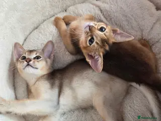 Abyssinian cats 🔥 TICA Registered Abyssinian Kittens - Advert 4