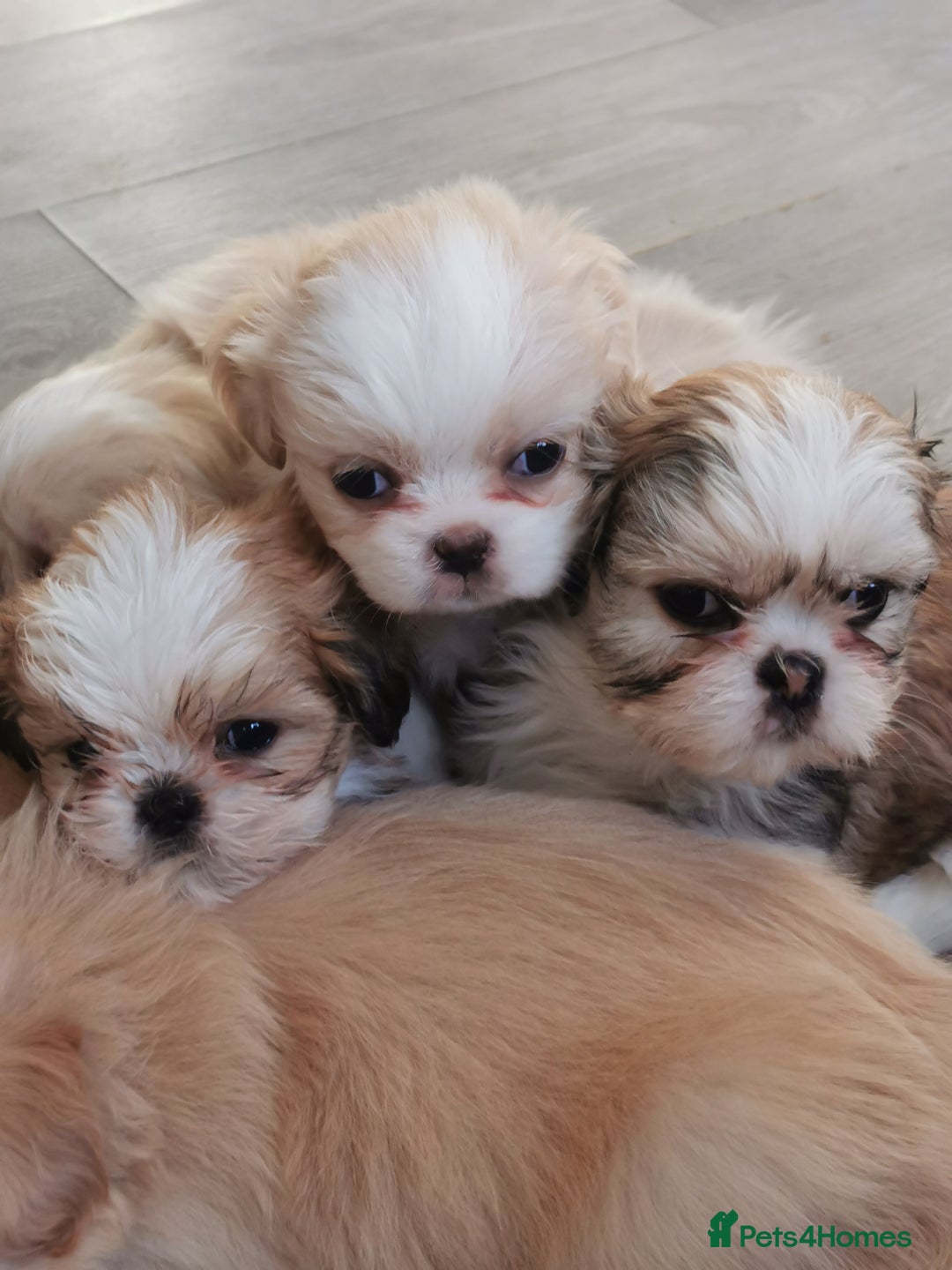 Mixed Breed dogs for sale: Adorable fluffy shihtzu pups - Advert 9