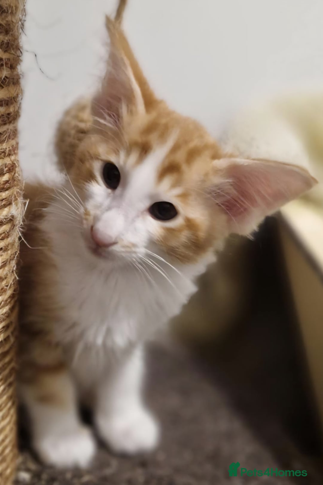 Balinese cats for sale: Stunning longhair Red and White bicolour boy - Advert 16