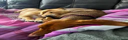Mixed Breed dogs for adoption: ALFIE - 8 Year Old, Gentle Boy in Ilkeston - Advert 9