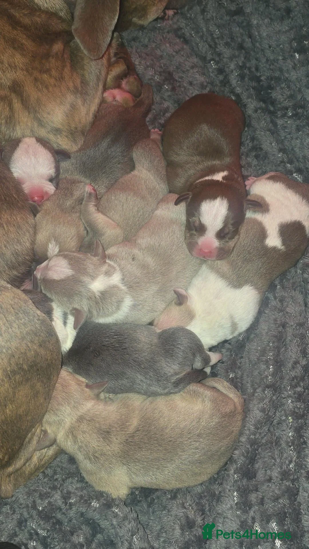 Mixed Breed dogs for sale: BEAUTIFUL  - Advert 3