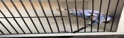 Budgerigars birds for sale: Mixed aged budgies in Leicester - Advert 9