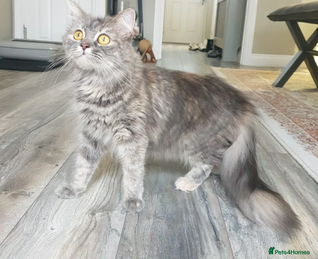 Maine Coon cats for sale: 🧡 Rare Cream-Ginger Maine Coon -Rare Eye color 🧡 - Advert 2