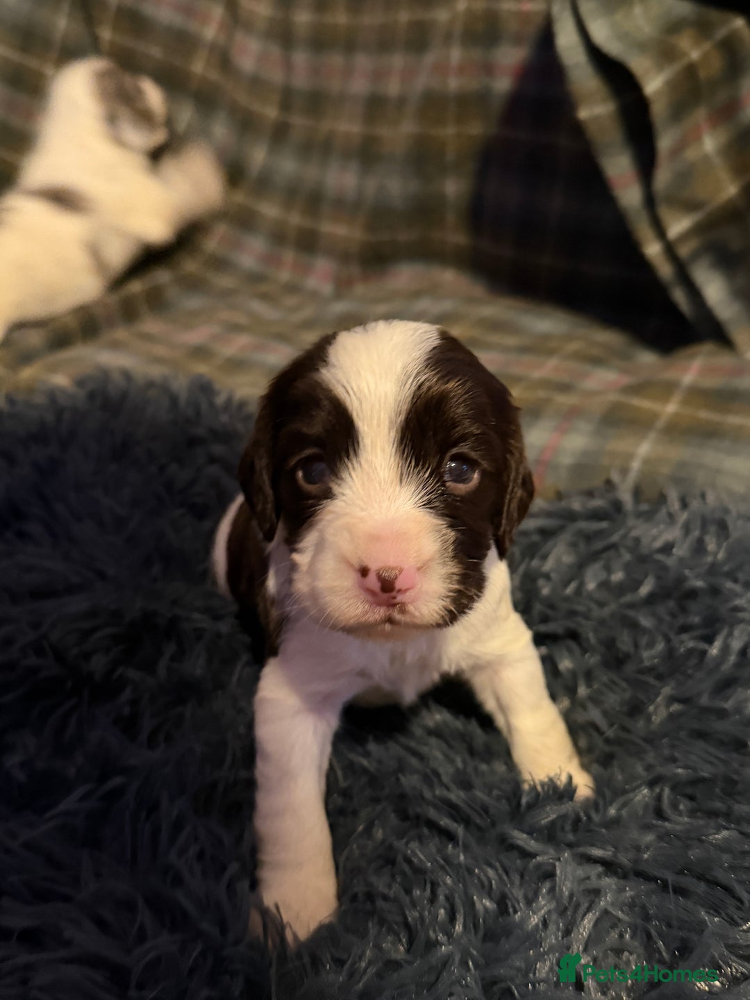 Cocker Spaniel dogs for sale: Cocker Spaniel Merle Puppies  - Advert 6