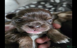 Chihuahua dogs for sale: Chihuahua puppies. - Advert 8