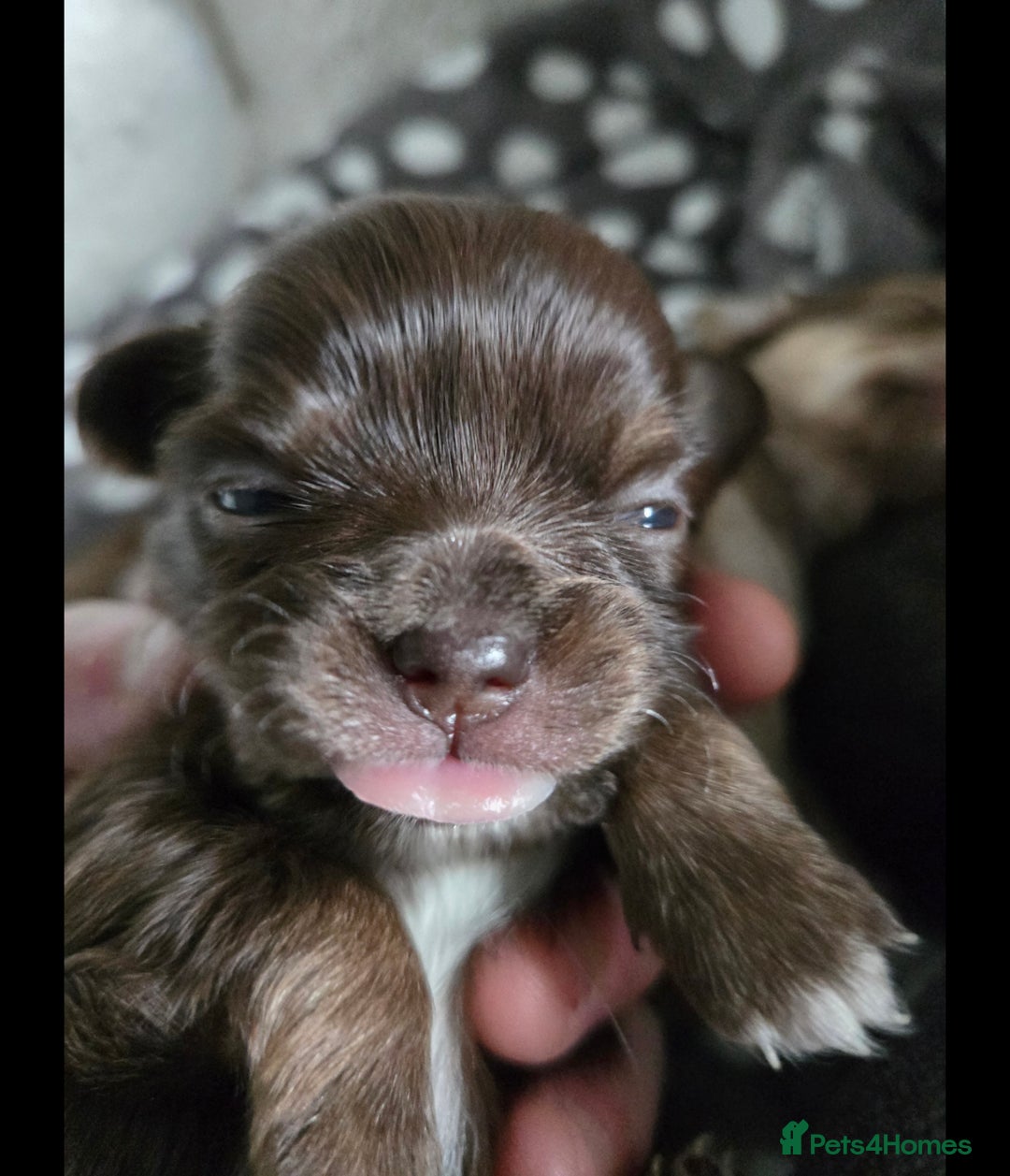 Chihuahua dogs for sale: Chihuahua puppies. - Advert 8