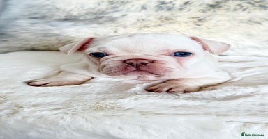 French Bulldog dogs - Advert 8