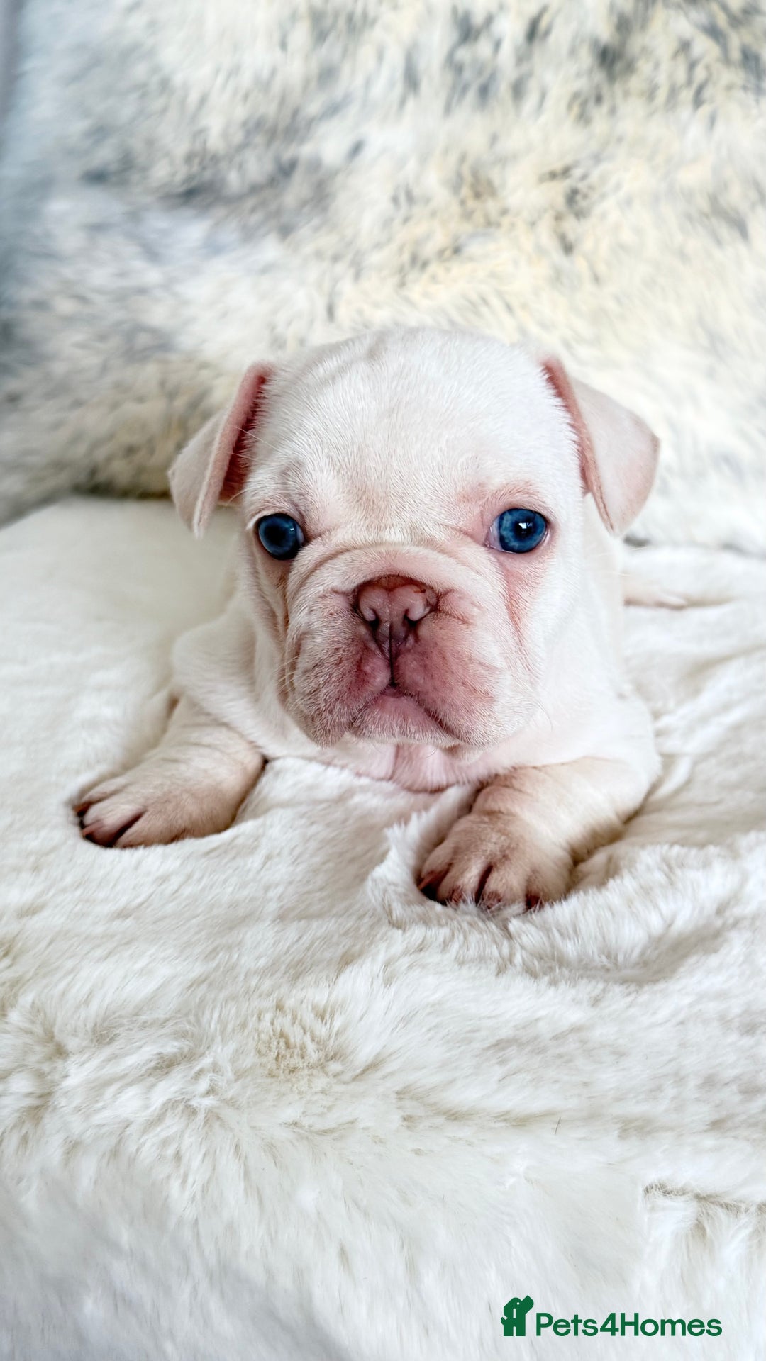 French Bulldog dogs for sale: French Bulldog gorgeous puppies - Image 3