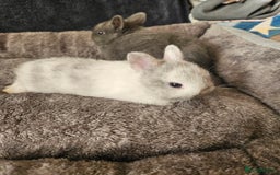 Netherland Dwarf rabbits for sale: Blue and Magpie boys - Advert 12