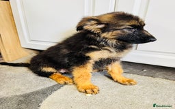 German Shepherd dogs for sale: German shepherd puppies  - Image 17