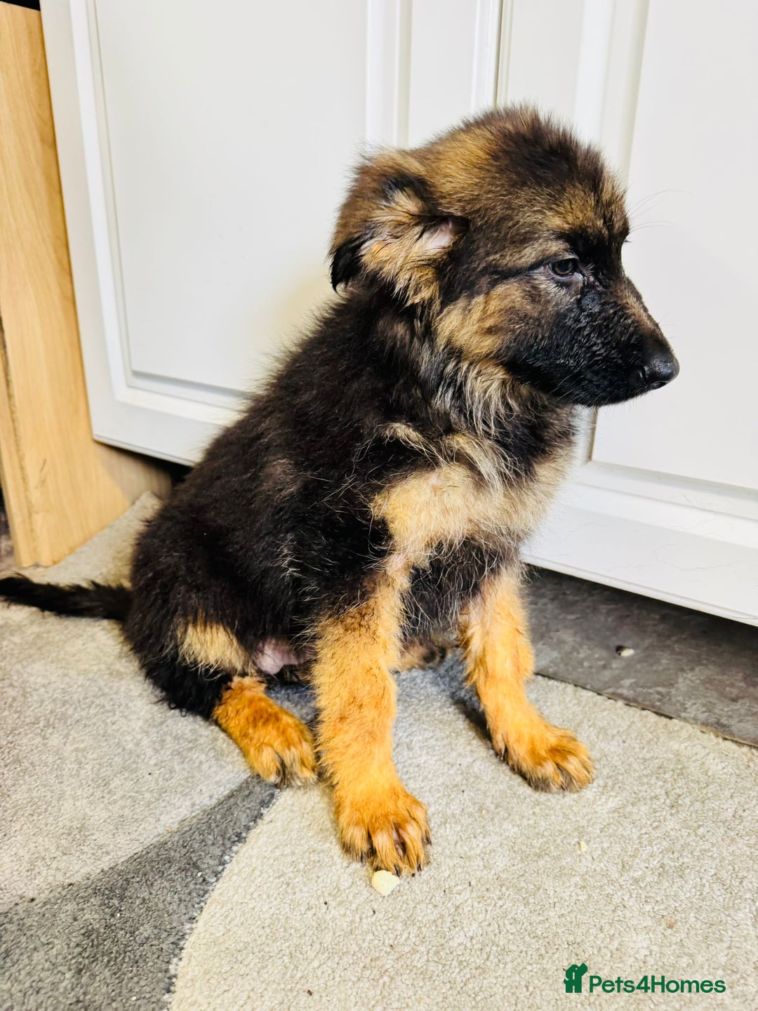German Shepherd dogs for sale: German shepherd puppies  - Image 17