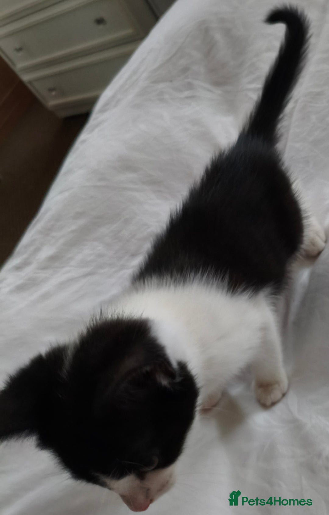Tibetan cats for sale: Tabby white kittens looking for a lovely home - Advert 5