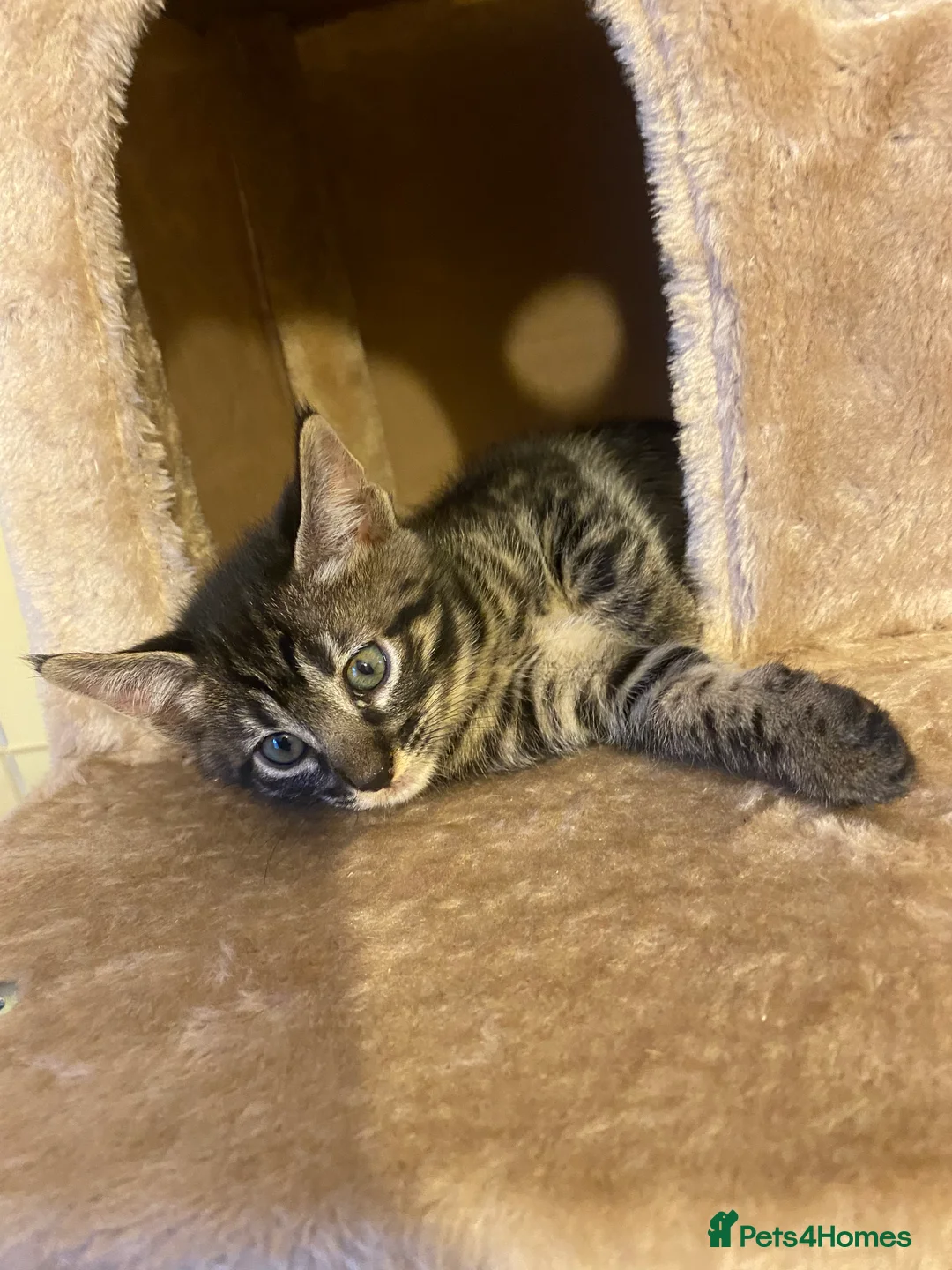 Mixed Breed cats for sale: Savannah X Maine Coon kittens - Advert 8