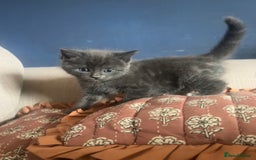 Ragdoll cats for sale: Beautiful ragdoll x silver tabby kittens  - Image 4