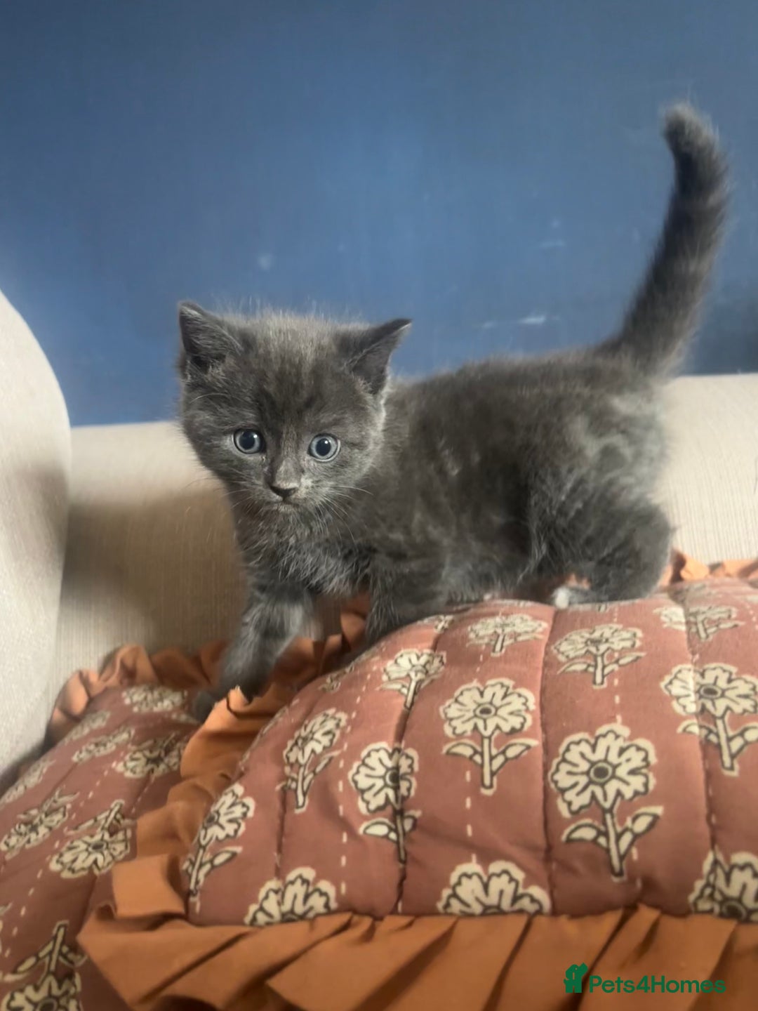 Ragdoll cats for sale: Beautiful ragdoll x silver tabby kittens  - Image 4