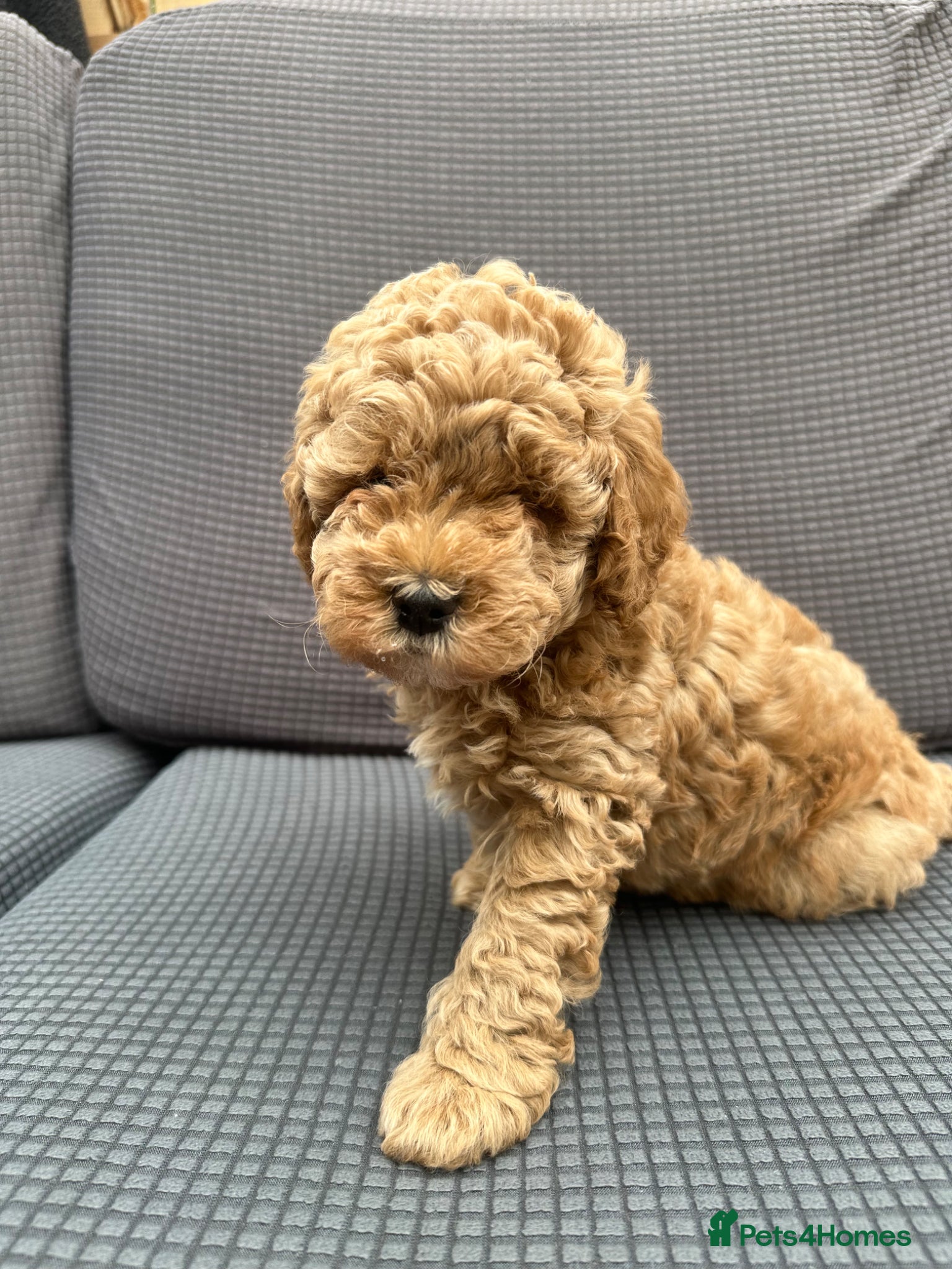 Cockapoo dogs Adorable puppies for Reservation - Advert 1